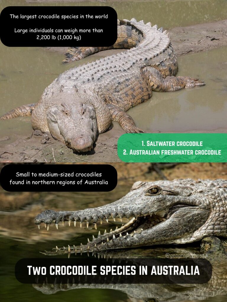 Crocodile Species in Australia