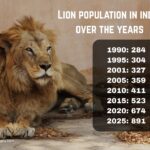 Lion population in India