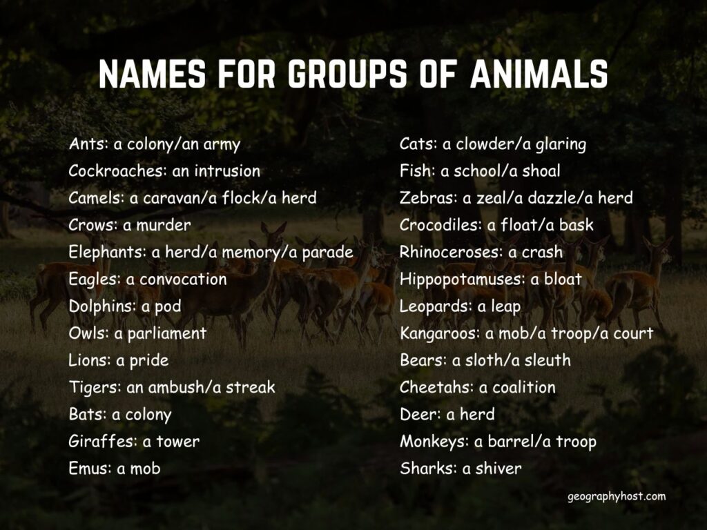 Names for groups of animals
