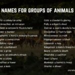 Names for groups of animals