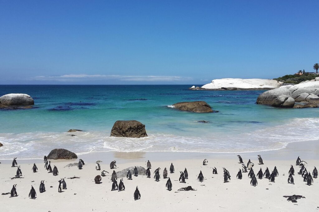 African penguins in South Africa