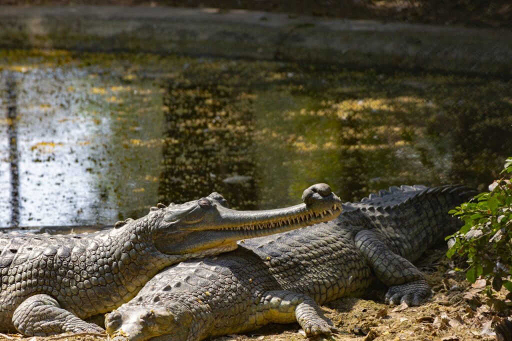 Snout of a male gharial