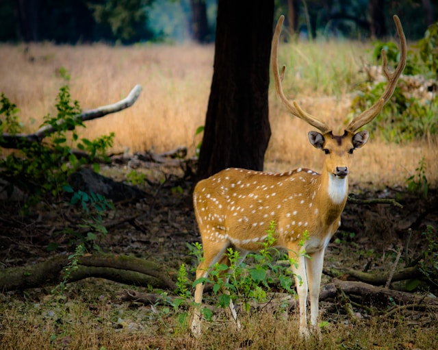 Spotted deer (Chital) in Kanha National Park, Madhya Pradesh